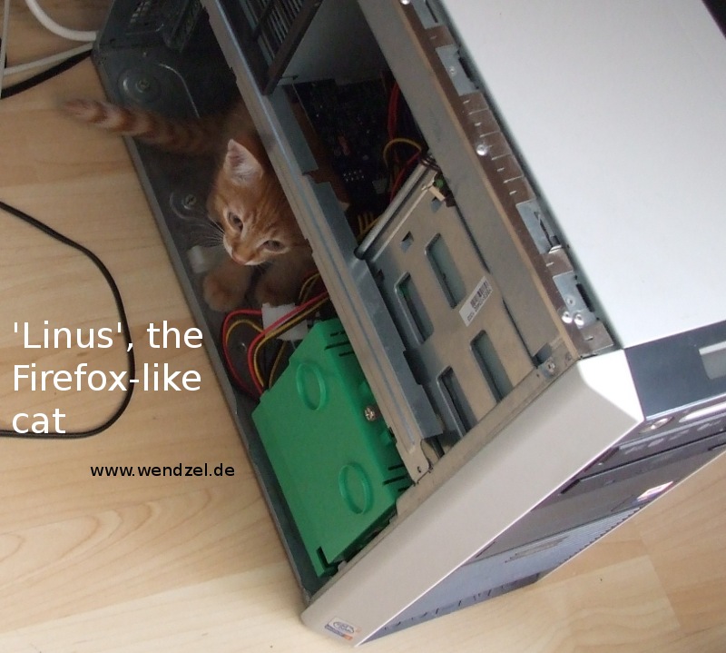 Linus, the Firefox-like cat